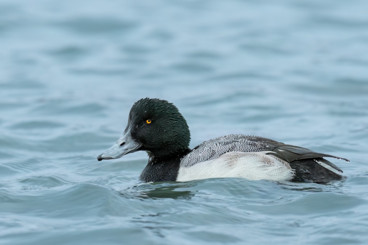 Greater Scaup - ML537249781