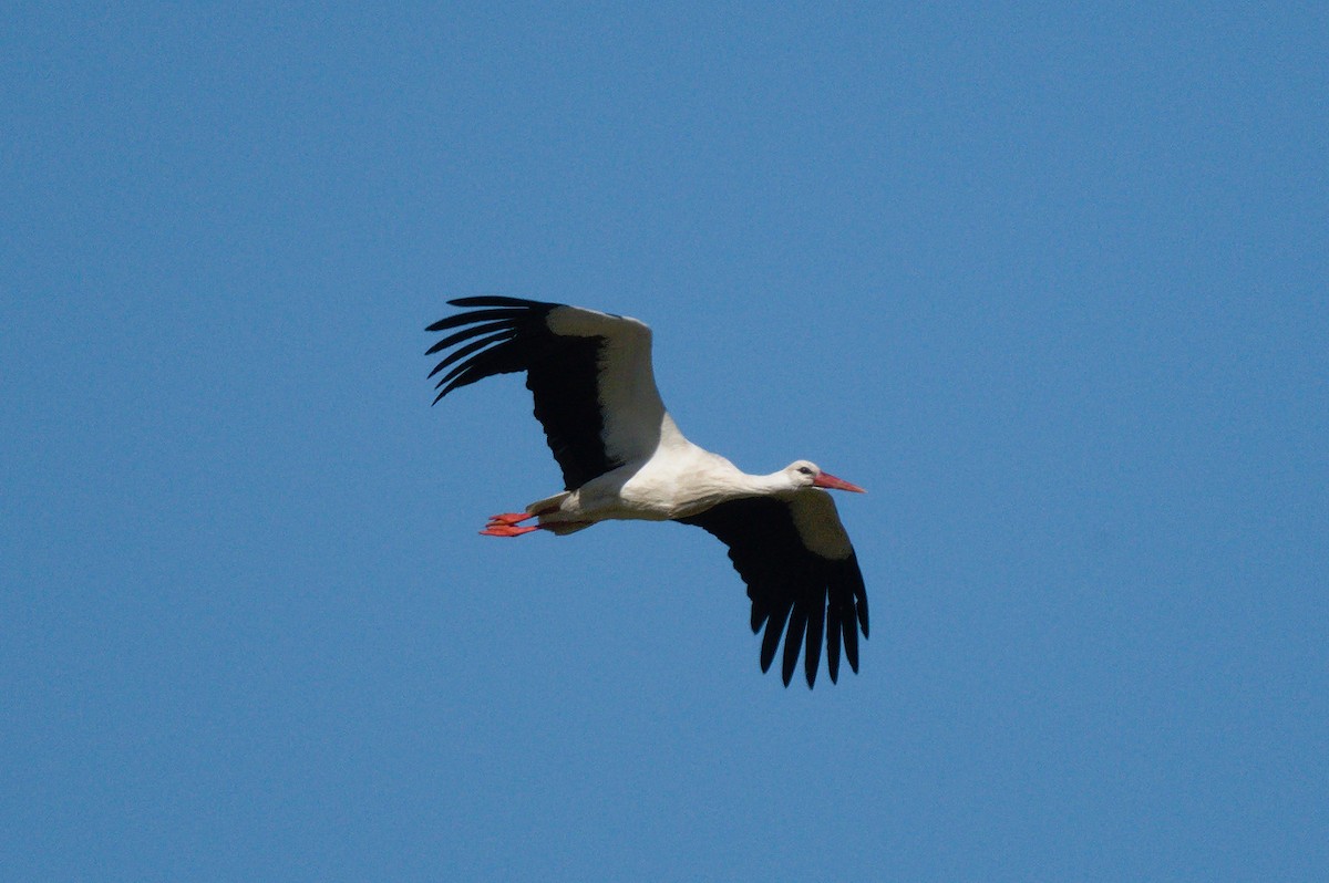 White Stork - ML537251291