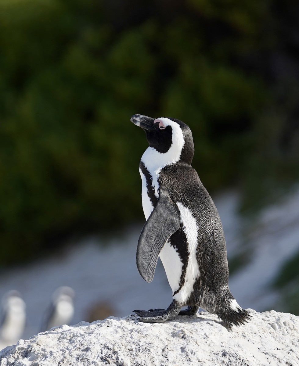 Pingüino de El Cabo - ML537252081