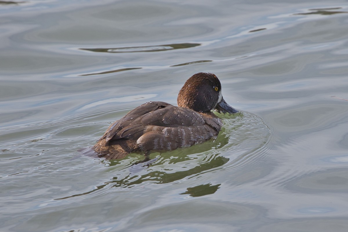 Greater Scaup - ML537252871