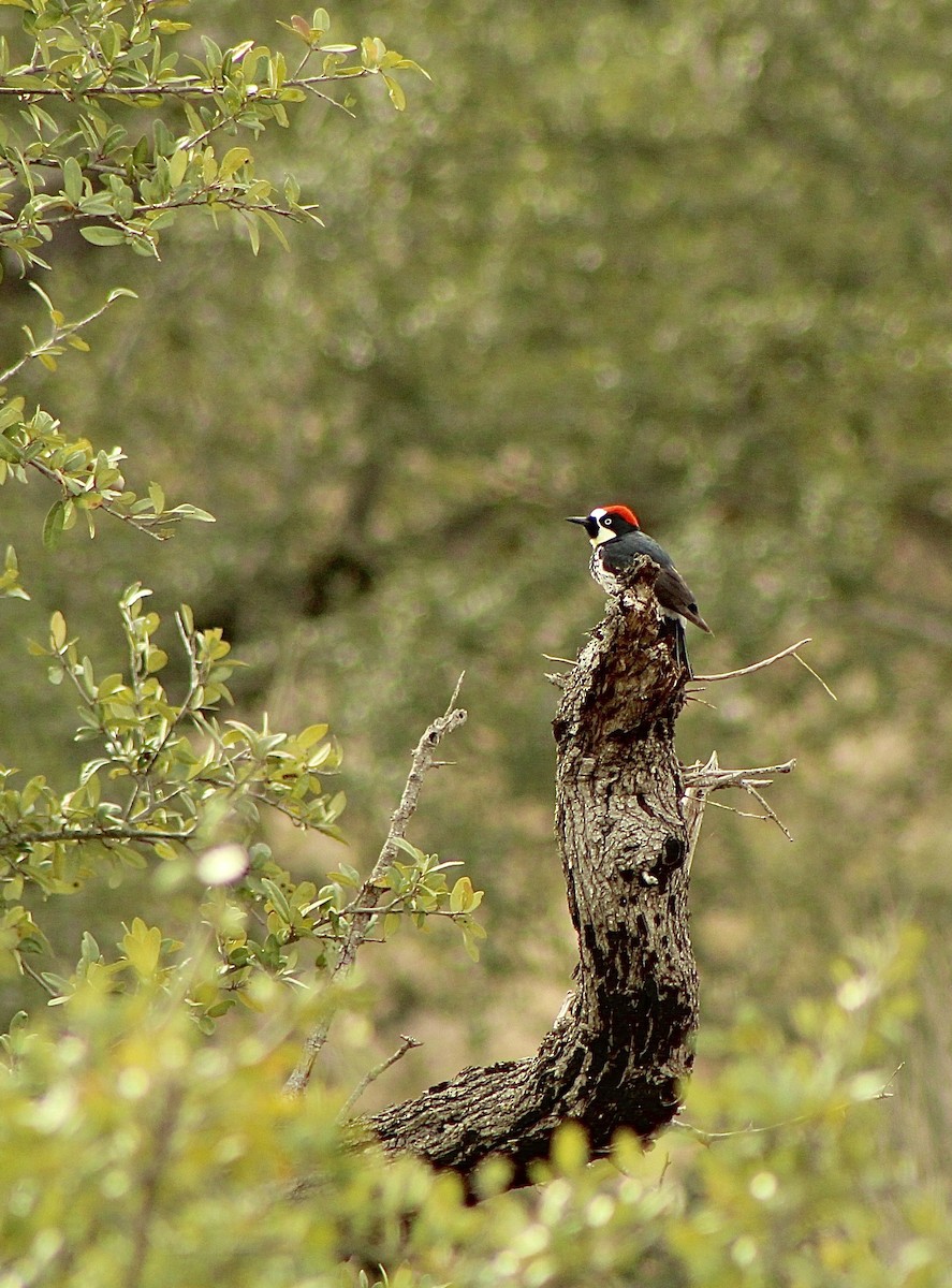 Acorn Woodpecker - ML537253481