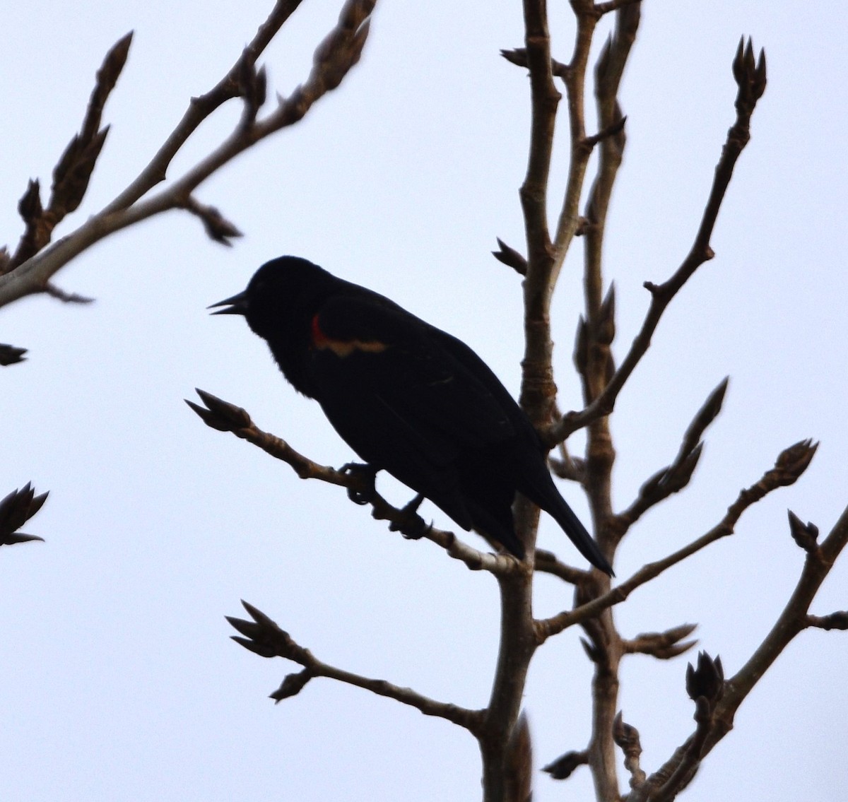 Red-winged Blackbird - ML537255741