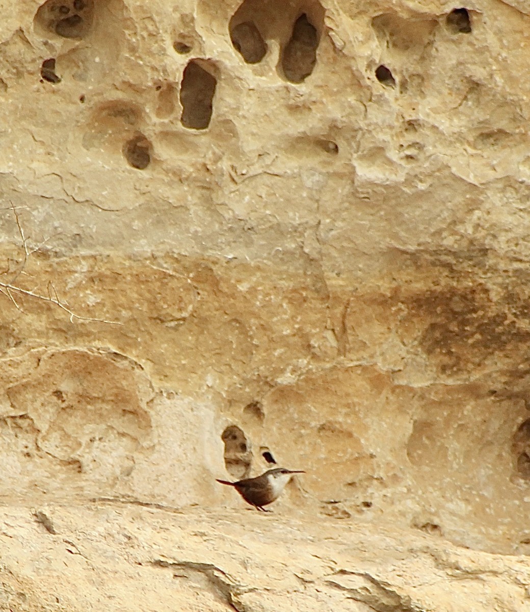 Troglodyte des canyons - ML537257181