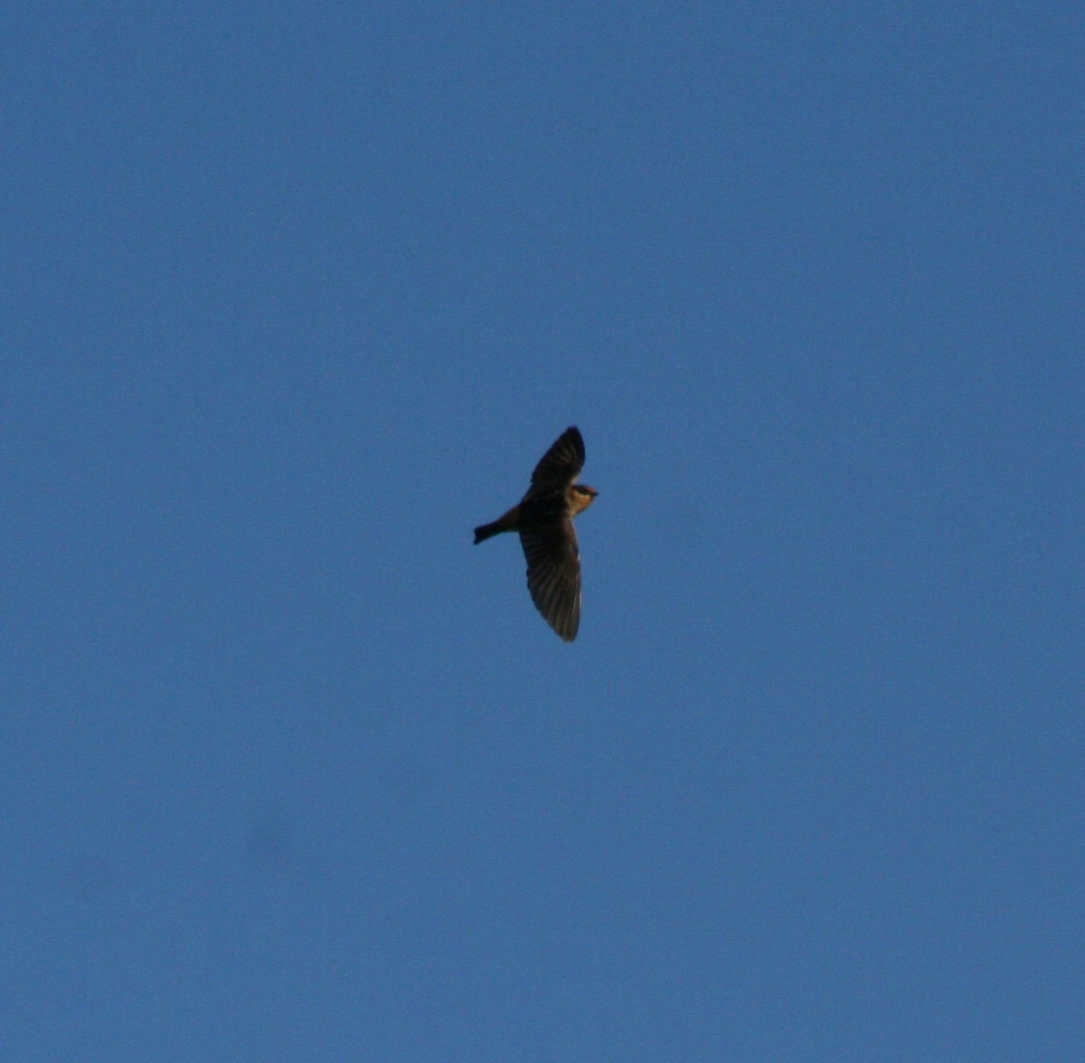 Cave Swallow - ML53726221
