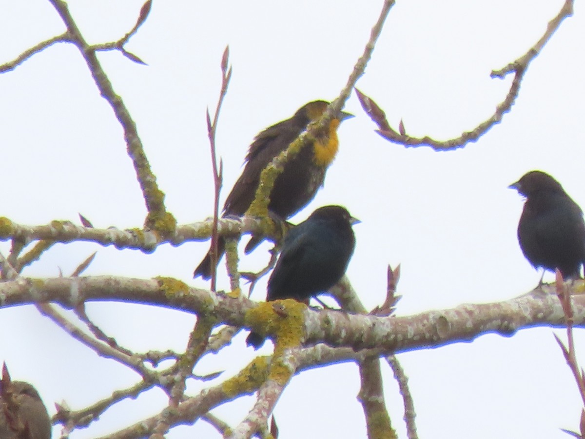 Yellow-headed Blackbird - ML537270551