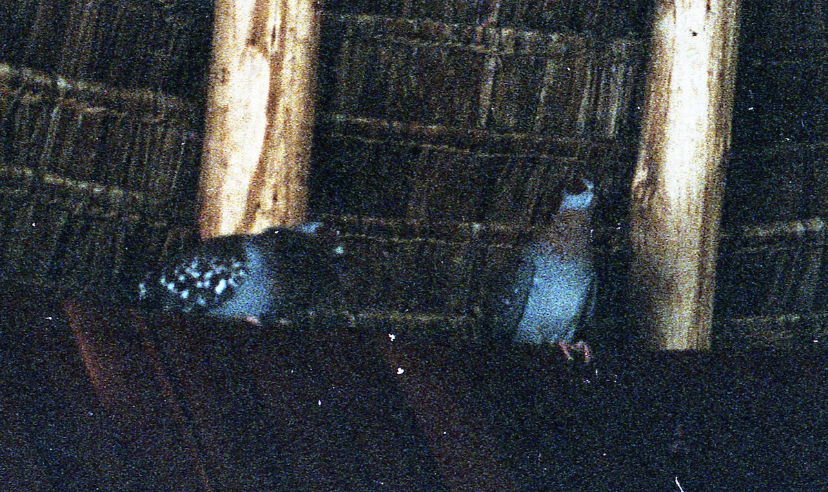 Speckled Pigeon - ML537272291