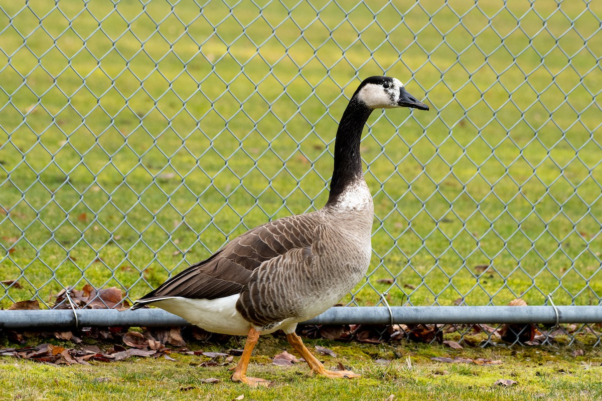 Great Backyard Bird Count Checklist 19 Feb 2023 Abbotsford