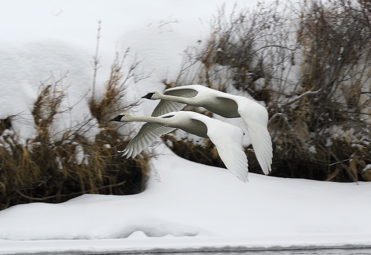 Trumpeter Swan - ML537288821