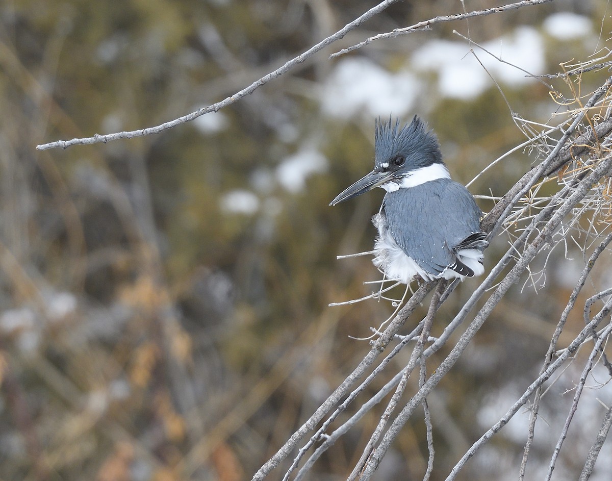 Belted Kingfisher - ML537289381