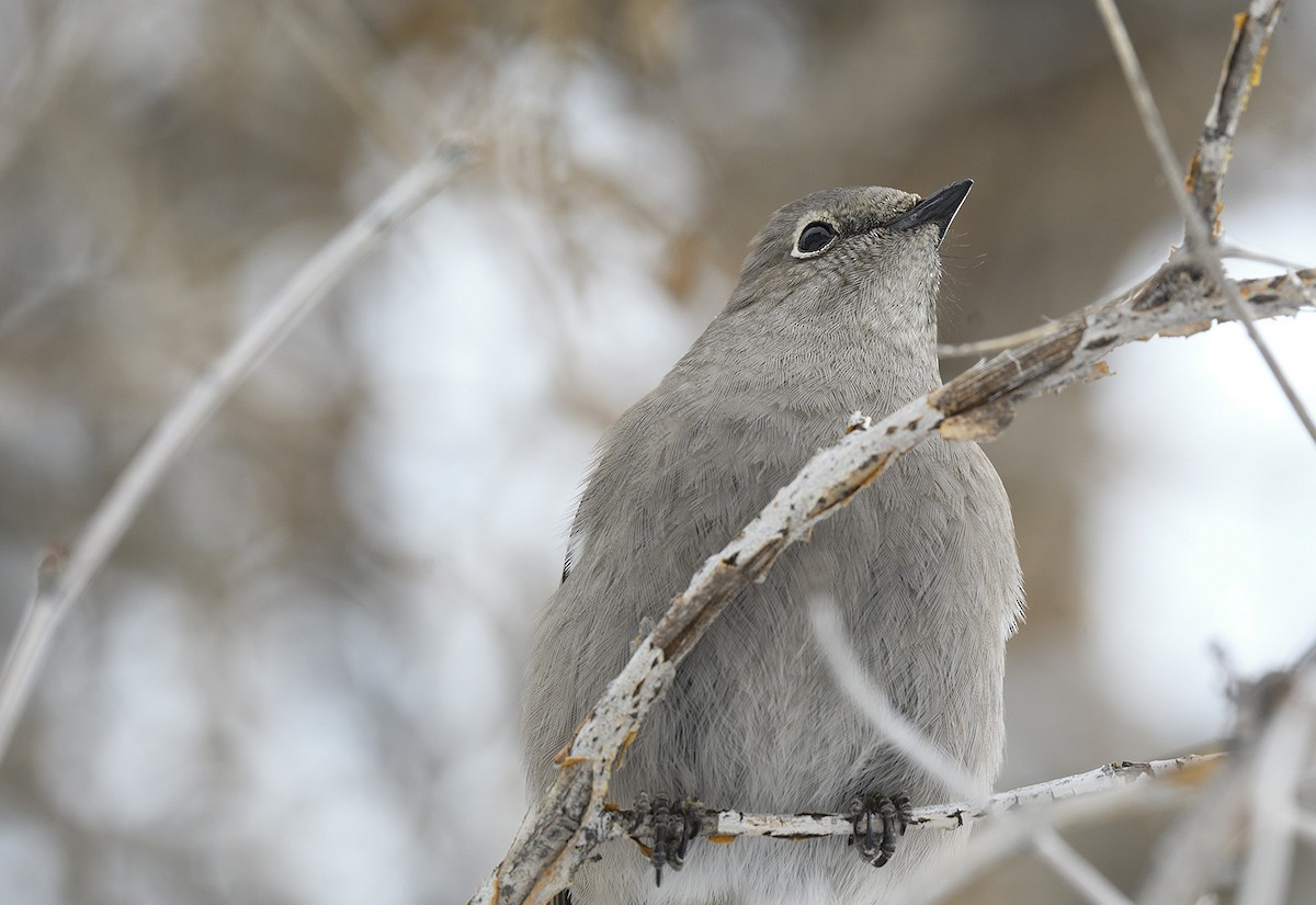 Townsend's Solitaire - ML537289471