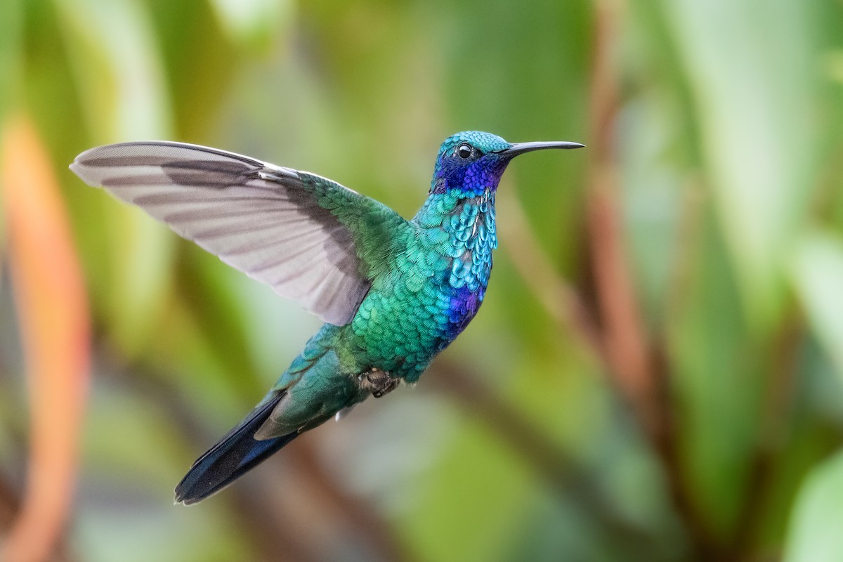kolibřík modrolící - ML537294301