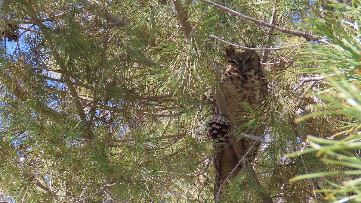 Great Horned Owl - ML537295551