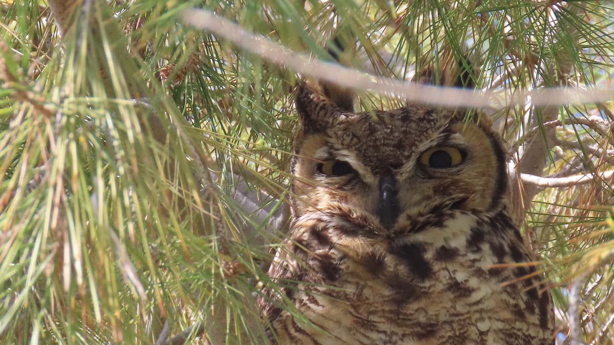 Great Horned Owl - ML537295581
