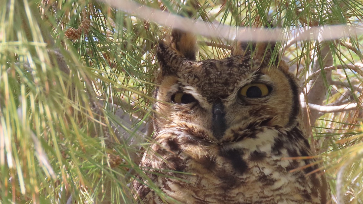 Great Horned Owl - ML537295601