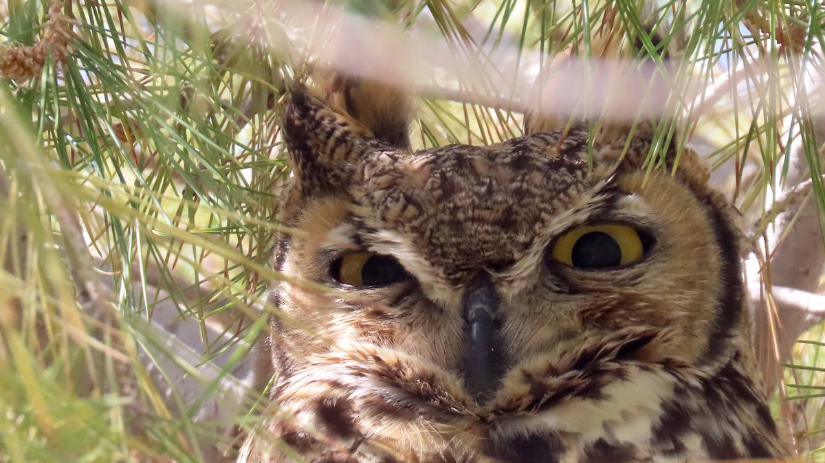 Great Horned Owl - ML537295611