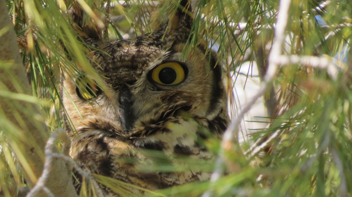 Great Horned Owl - ML537295631