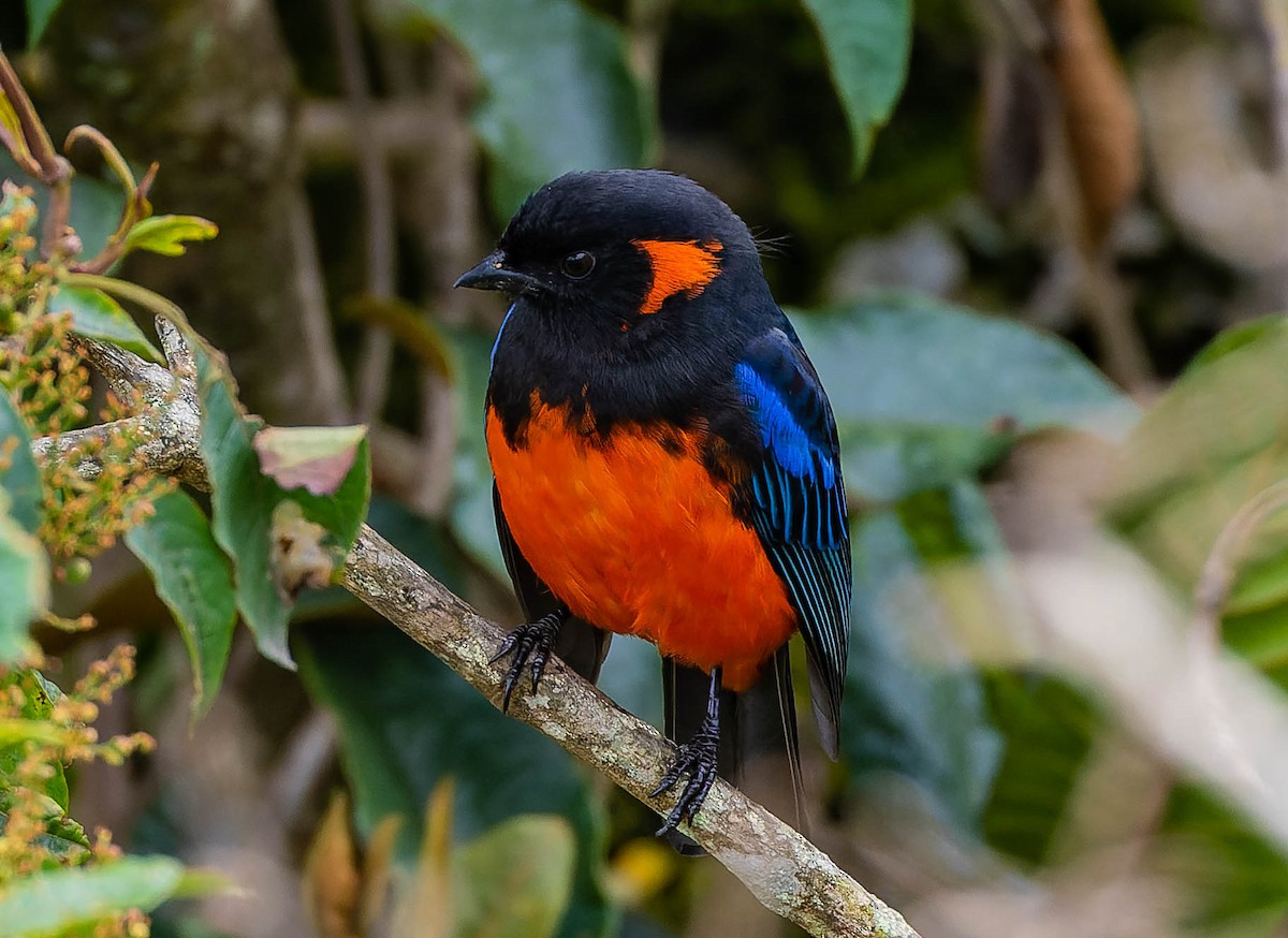 Scarlet-bellied Mountain Tanager - ML537297871