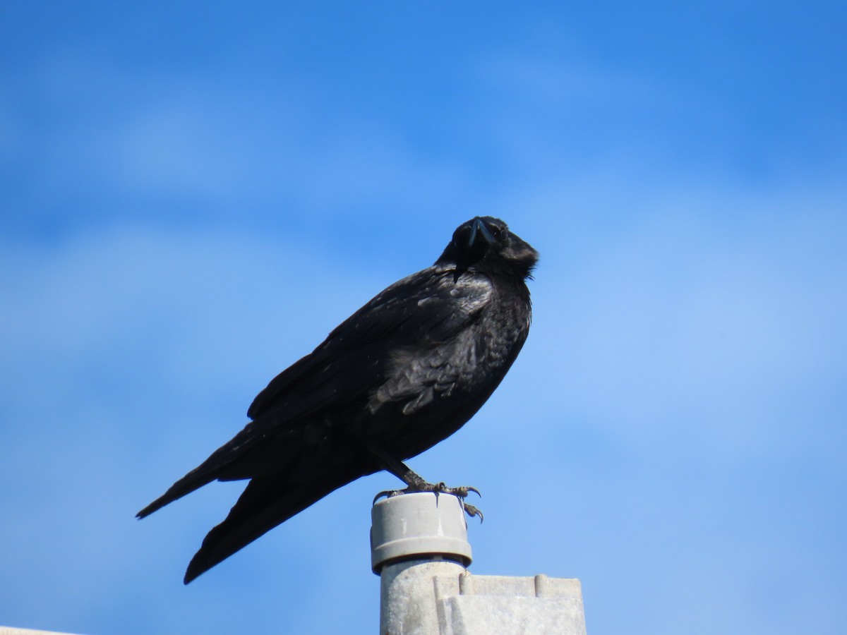 Chihuahuan Raven - ML537297961