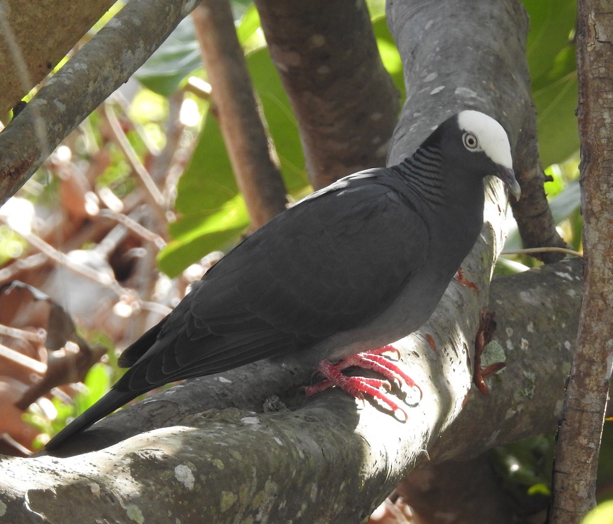 White-crowned Pigeon - ML53729801