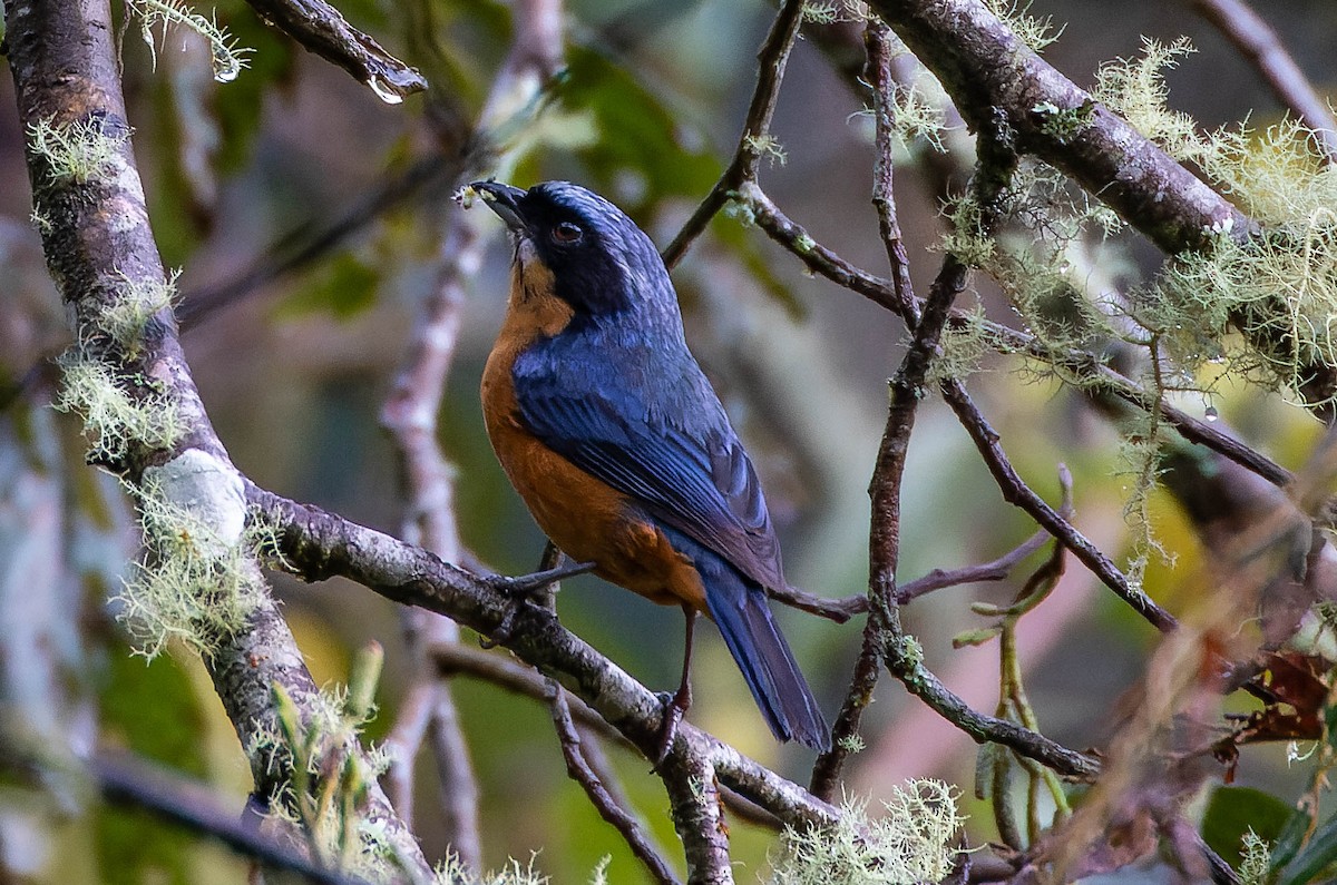 Chestnut-bellied Mountain Tanager - ML537298521