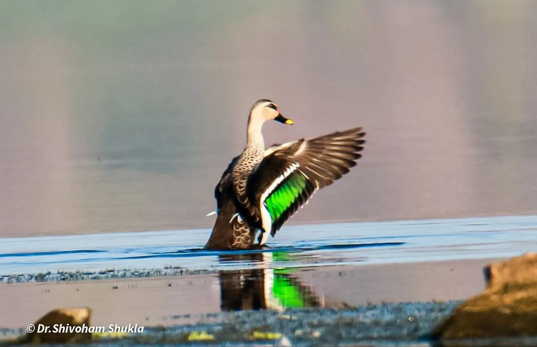 Indian Spot-billed Duck - Dr shivoham Shukla