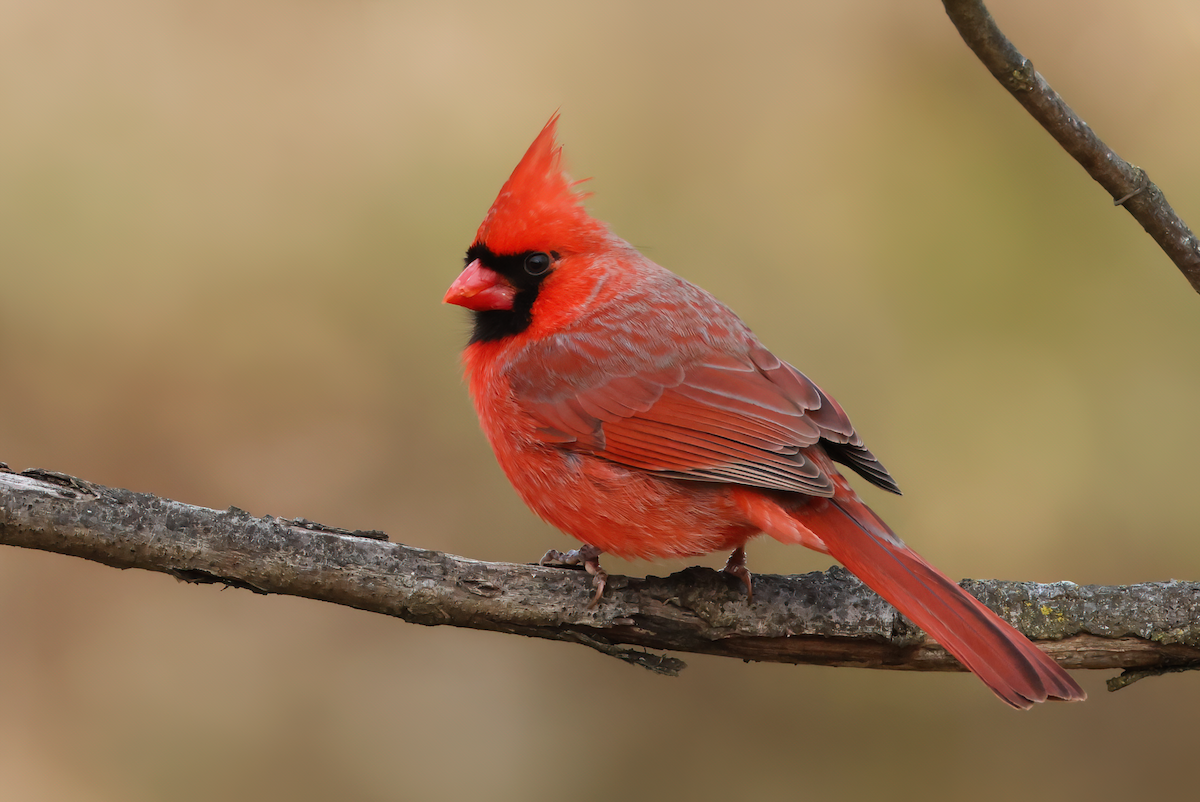 Northern Cardinal (Common) - ML537298891