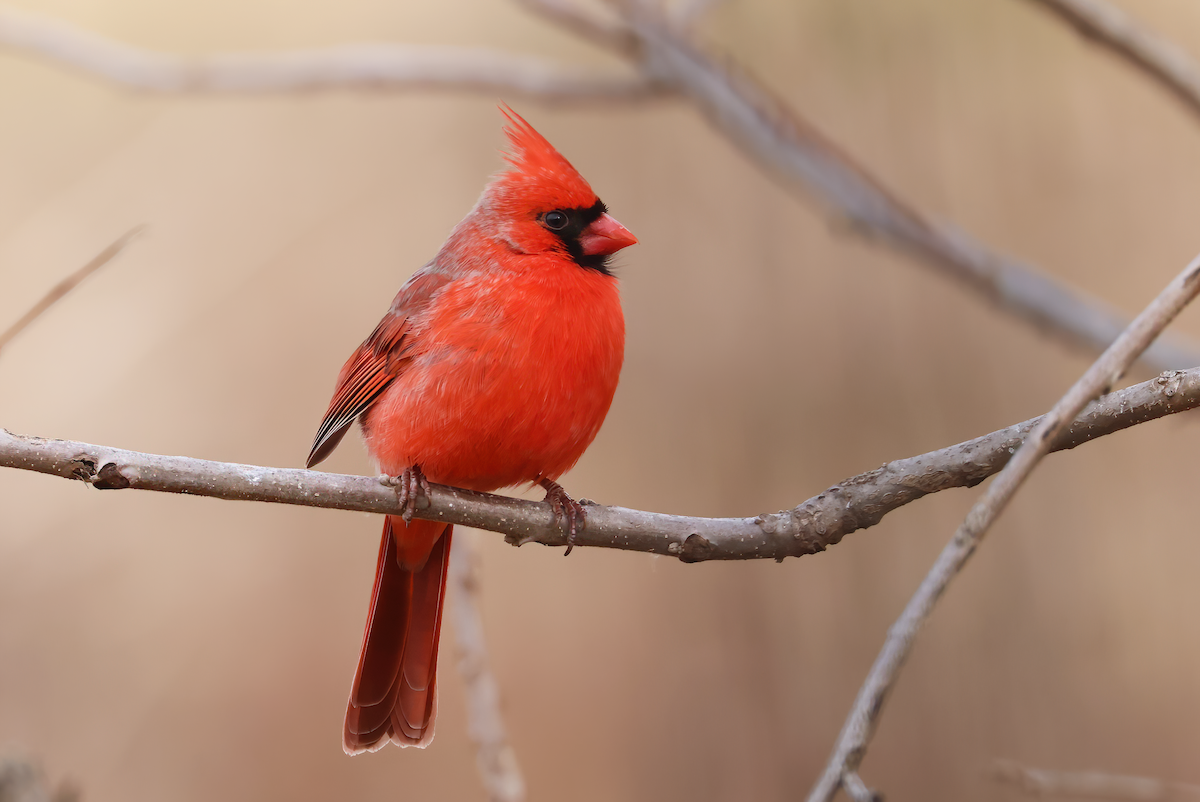 Northern Cardinal (Common) - ML537298951