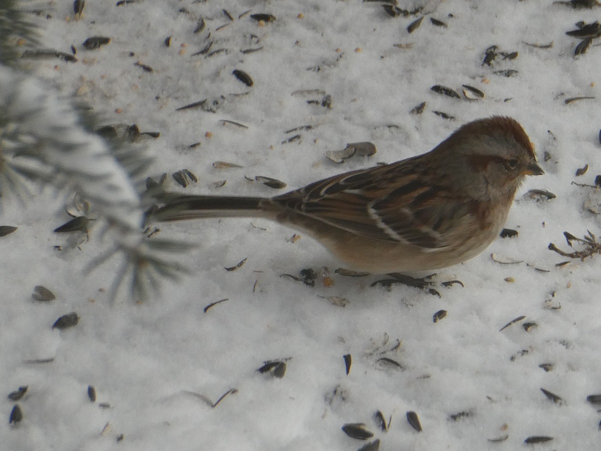 American Tree Sparrow - ML537301091