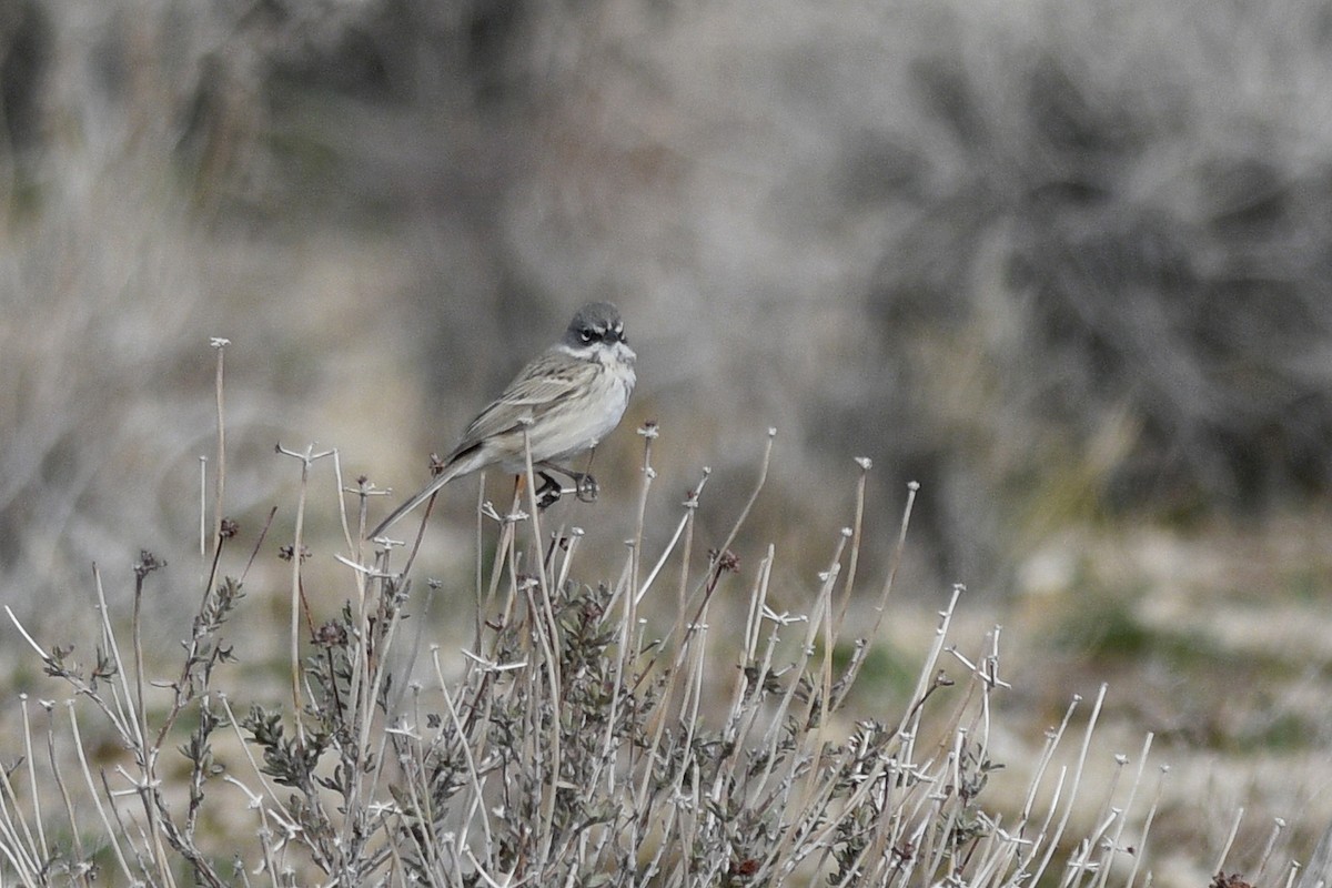 Sagebrush/Bell's Sparrow (Sage Sparrow) - ML537304131
