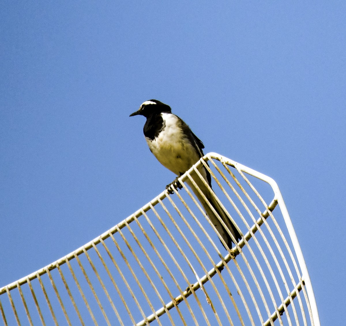 White-browed Wagtail - ML537305761