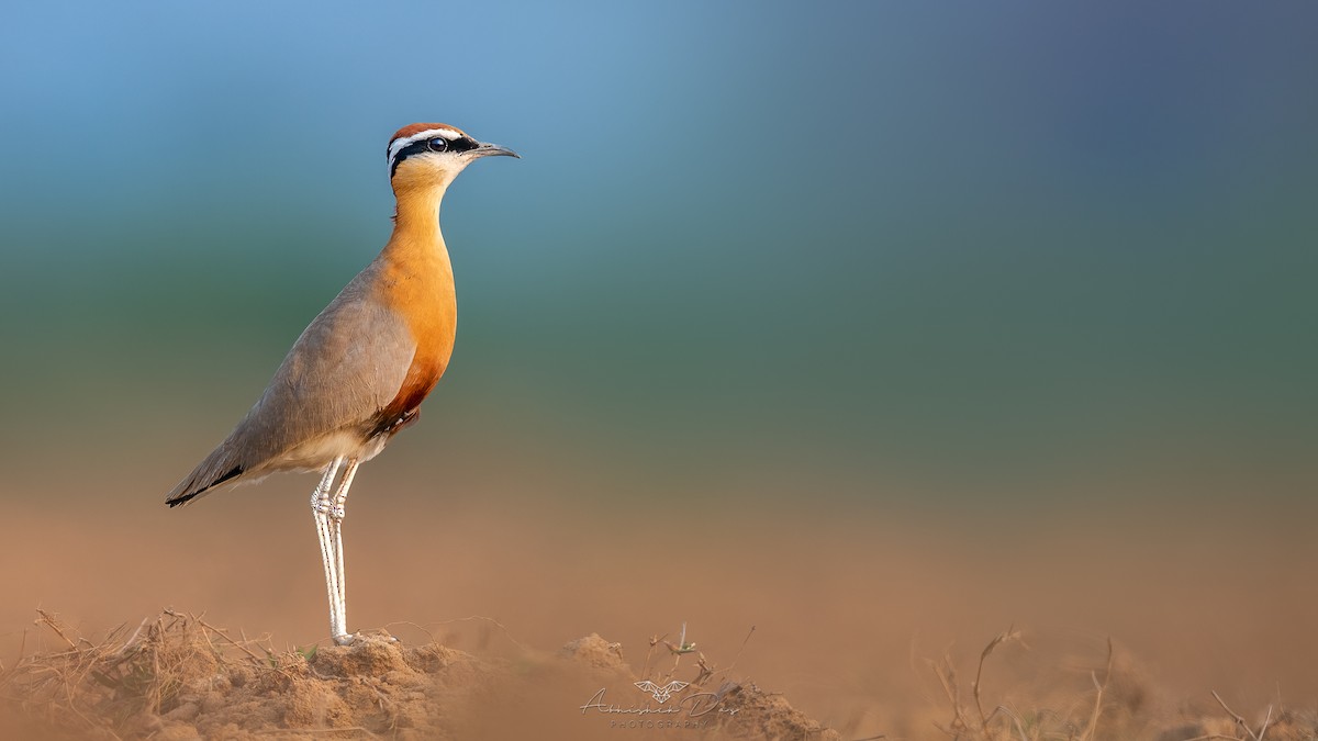 Indian Courser - ML537311631