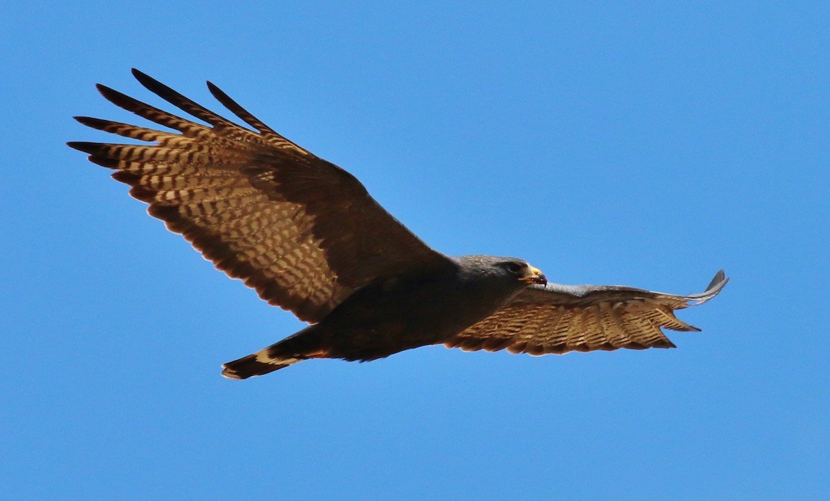Zone-tailed Hawk - Tom Benson