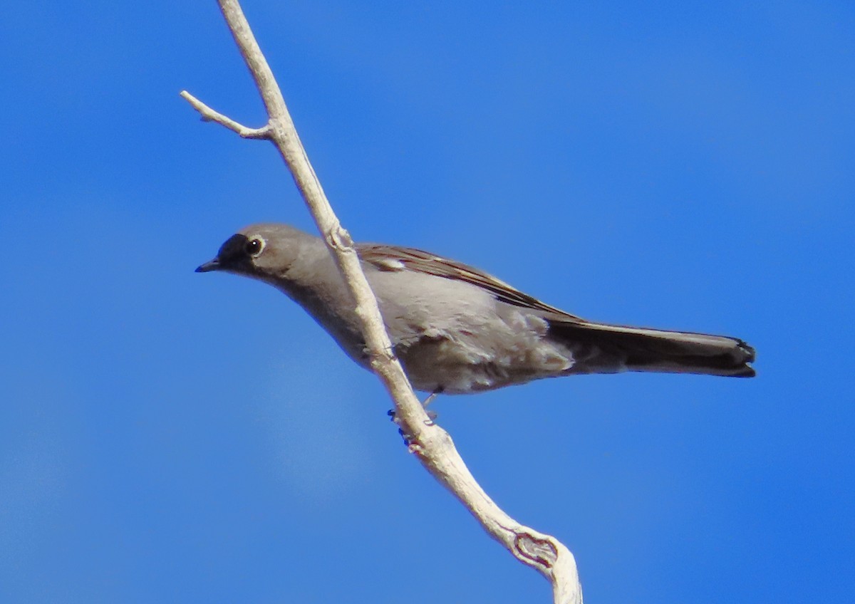 Townsend's Solitaire - Kent Forward