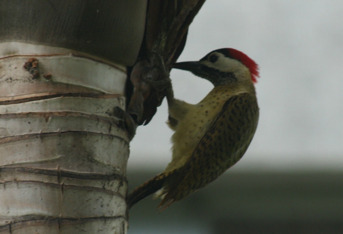 Spot-breasted Woodpecker - Rubén Rojas