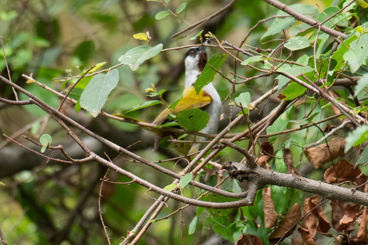 Gray-capped Warbler - ML537324921