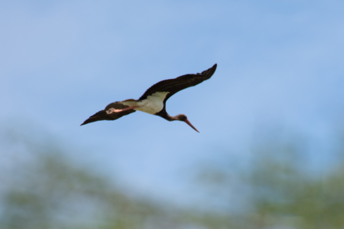 Black Stork - Zachary Arnold