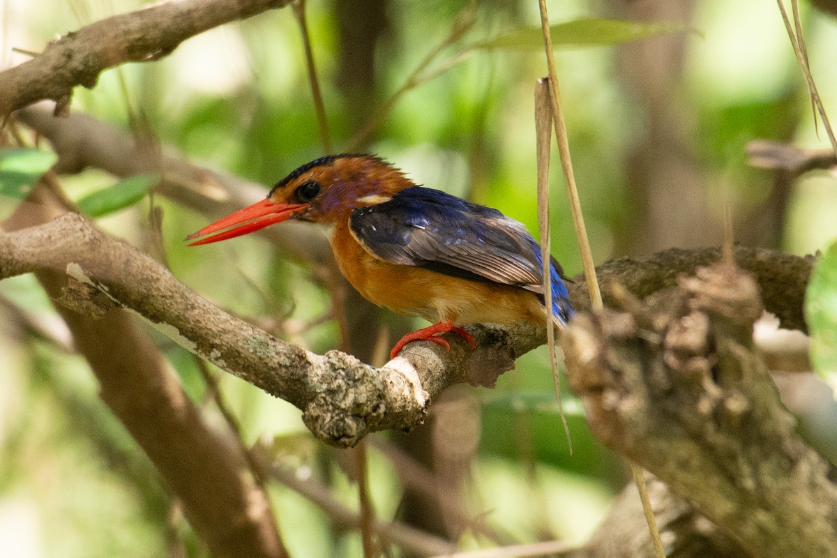 African Pygmy Kingfisher - ML537326151