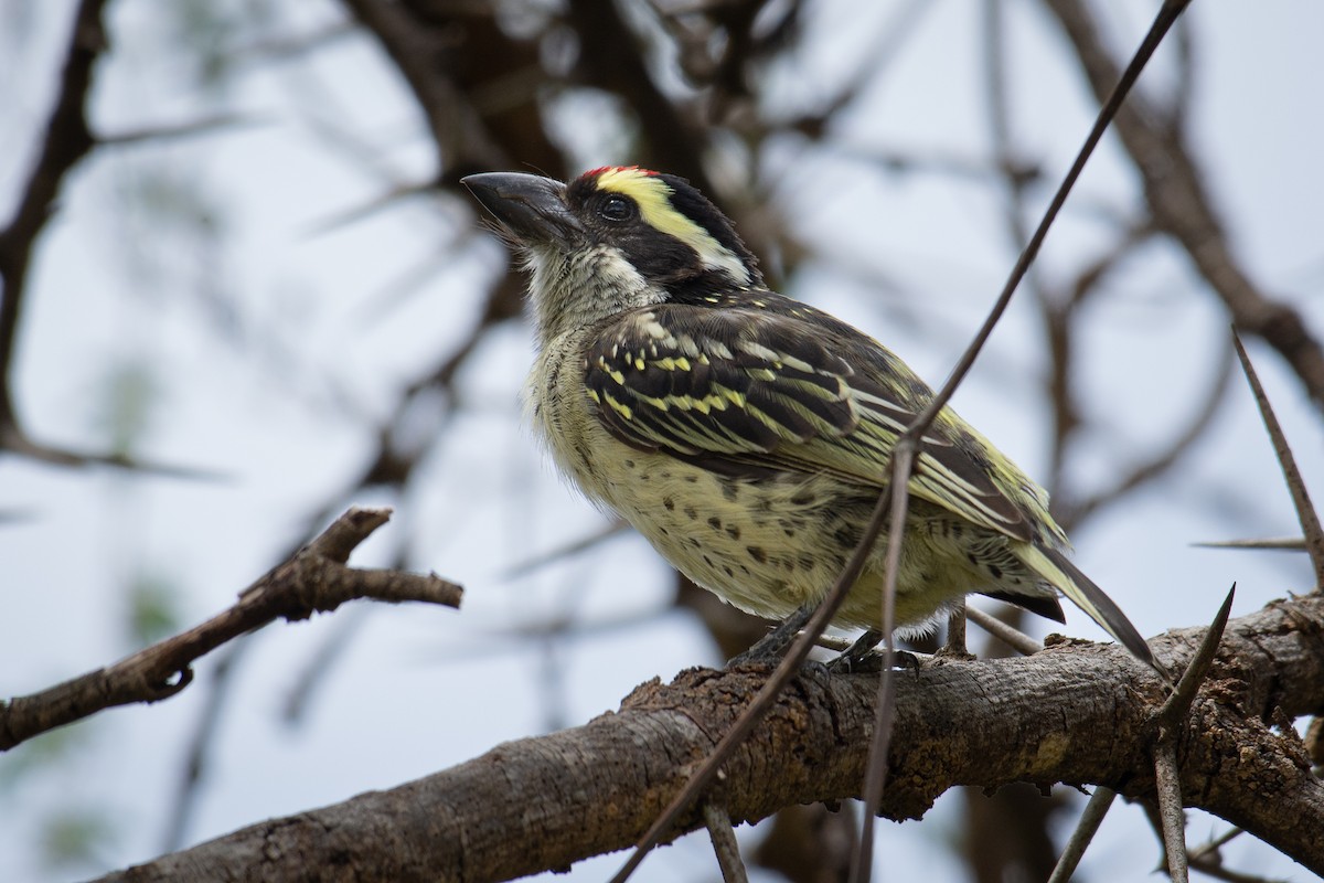 Spot-flanked Barbet - Zachary Arnold