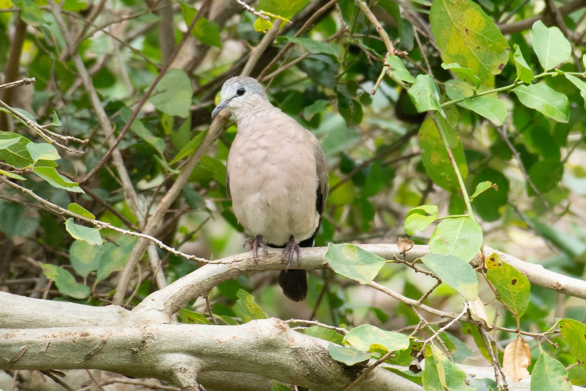 Emerald-spotted Wood-Dove - ML537326451