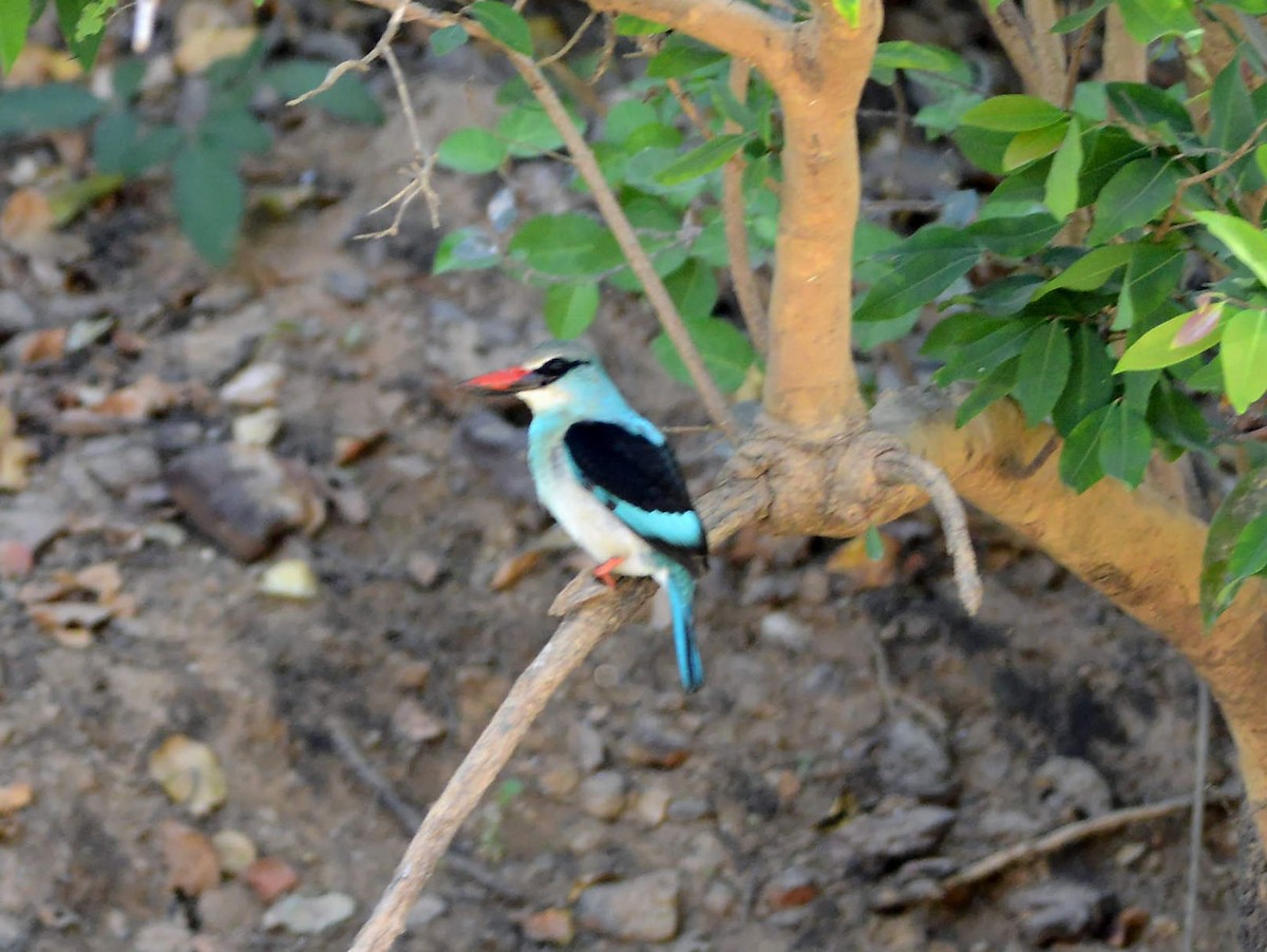 Blue-breasted Kingfisher - ML537327851