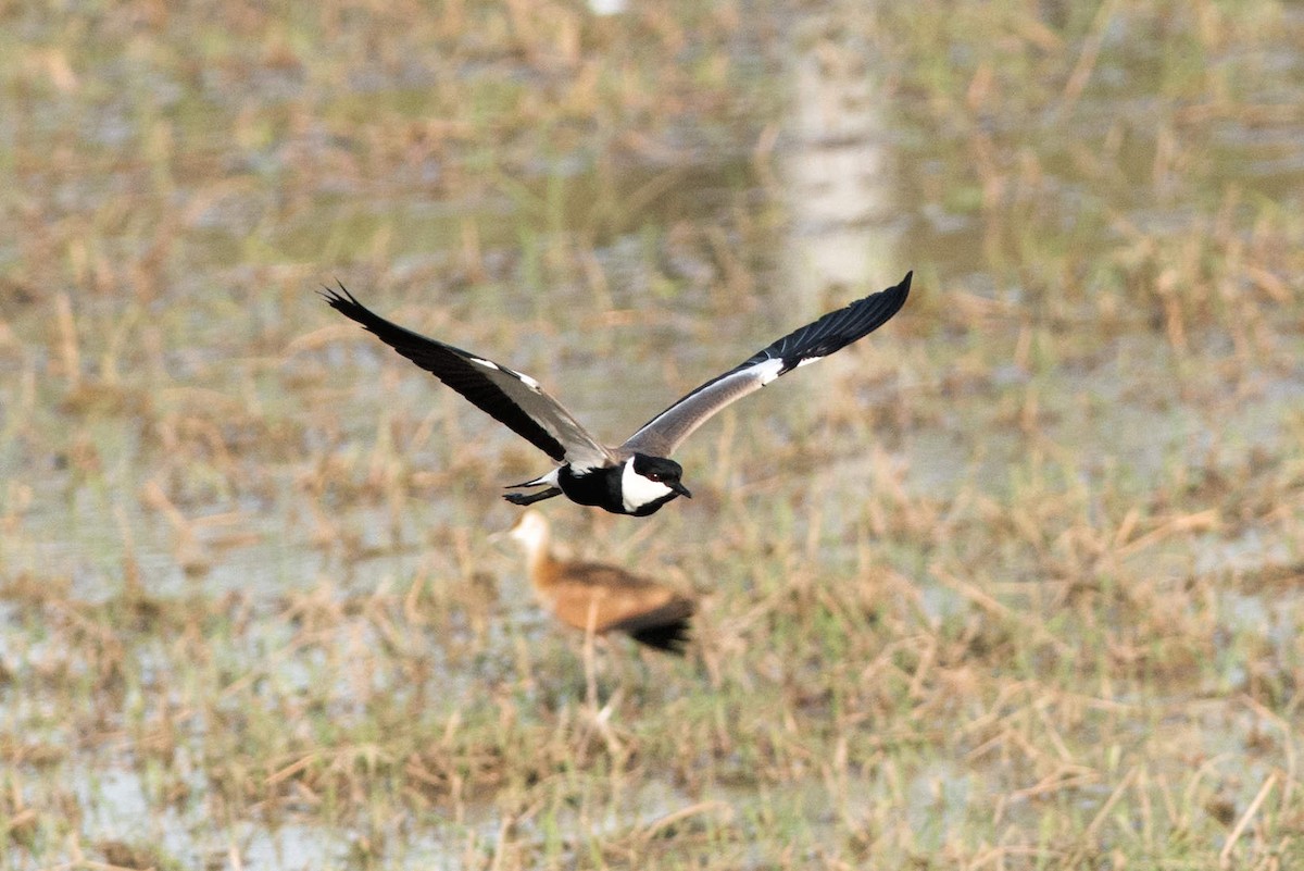 Spur-winged Lapwing - ML537328181