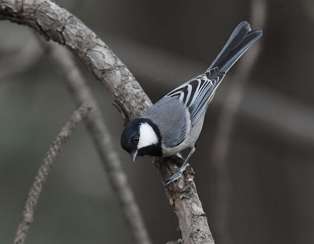 Similar species:&nbsp;Cinereous Tit (<em class="SciName notranslate">Parus cinereus</em>). - Cinereous Tit - 