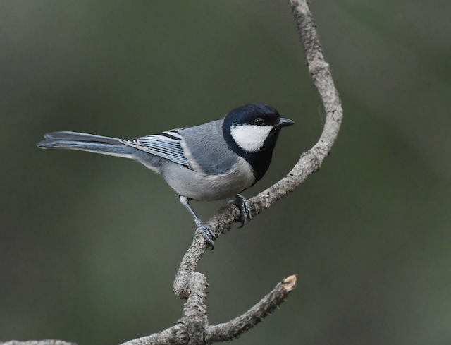 Similar species:&nbsp;Cinereous Tit (<em class="SciName notranslate">Parus cinereus</em>). - Cinereous Tit - 