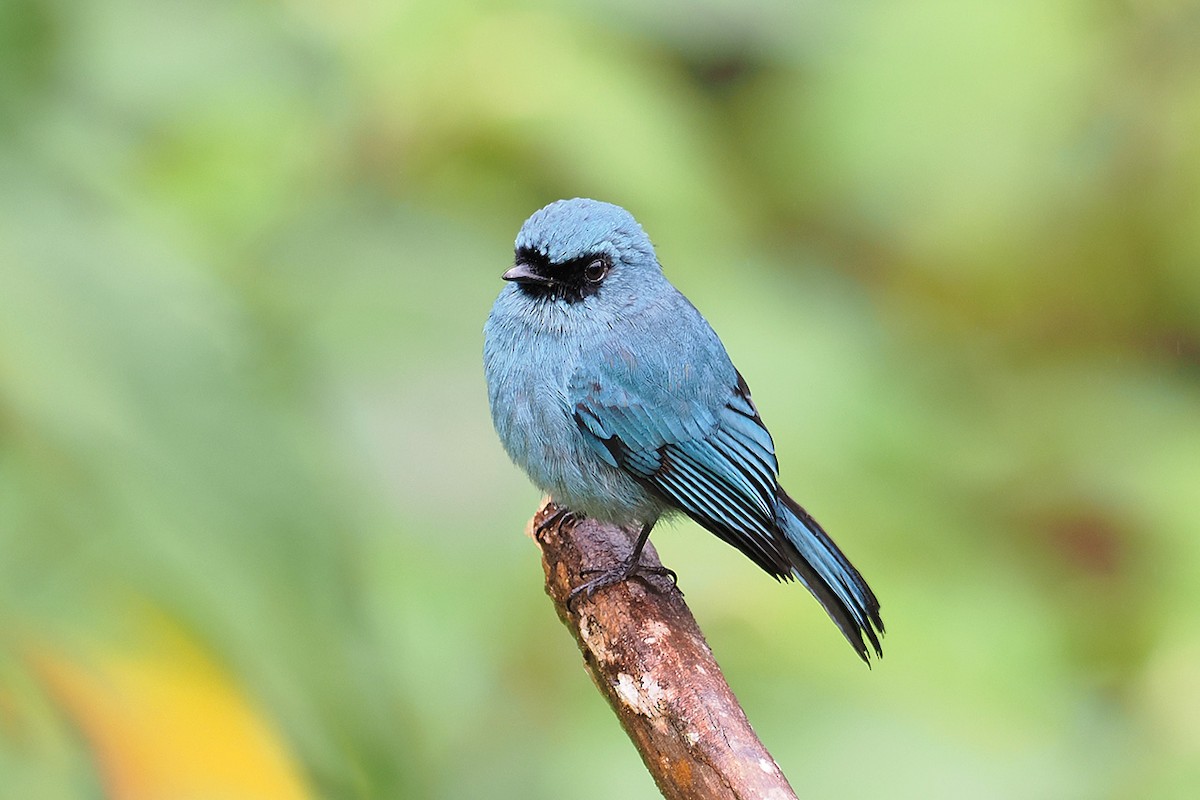 Turquoise Flycatcher - Mei-Hua Tsou