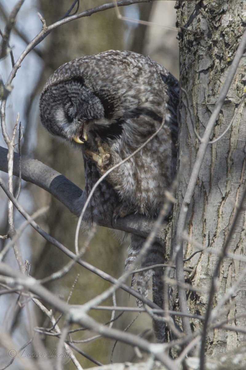 Great Gray Owl - Lucien Lemay