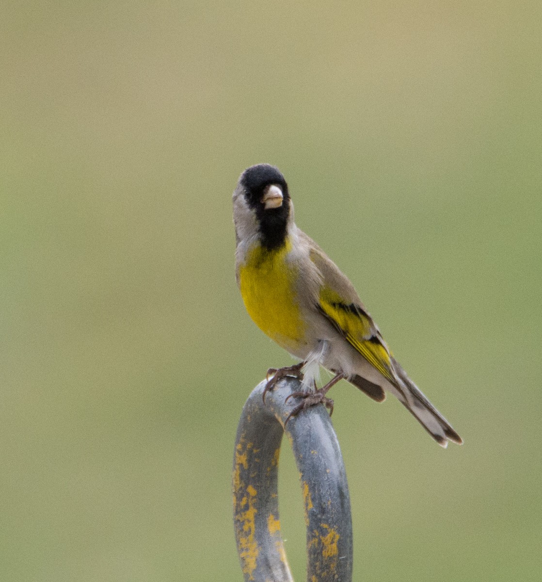 Lawrence's Goldfinch - ML53734711