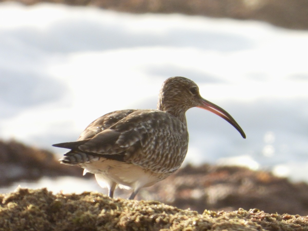 Whimbrel - Andrew Wappat