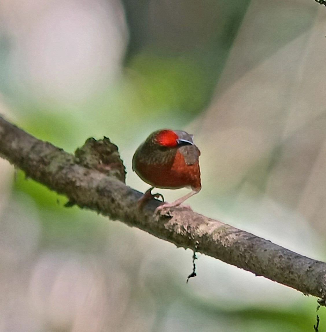 Red-fronted Antpecker - ML537353191