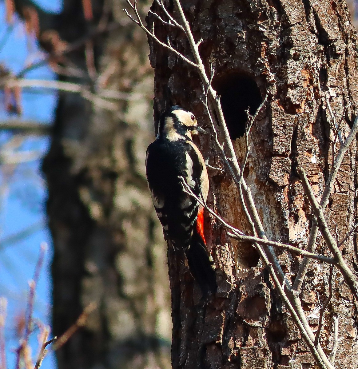 Great Spotted Woodpecker - ML537354131