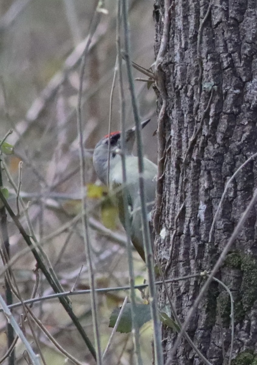 Gray-headed Woodpecker - ML537354631